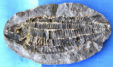 Joli australosomus poisson d'occasion  La Roche-sur-Yon