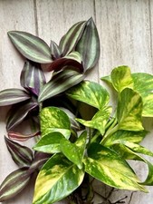 Live house plant for sale  Tampa