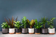 Suttons evergreen indoor for sale  PAIGNTON