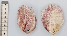 Coquillage collection spondyle d'occasion  Saint-Jean-de-Sauves