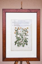 Stampa botanica del usato Stampa botanica del usato  Vilminore di Scalve