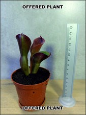 Heliamphora minor var. pilosa (Cerro la Luna) A. Wistuba clone - adult division na sprzedaż  PL