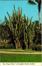 Pipe organ cactus for sale  Lovettsville