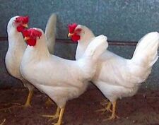 White leghorn chicken for sale  ROCHESTER