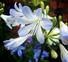 Agapanthus silver baby for sale  STOKE-ON-TRENT