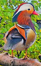 Preorder mandarin carolina for sale  NEWRY