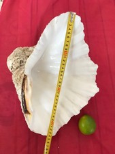 Coquillage bénitier grande d'occasion  Pacy-sur-Eure