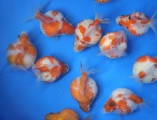 Live pearlscale goldfish for sale  USA