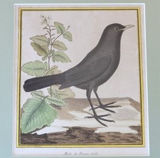 Buffon martinet gravure d'occasion  Grasse