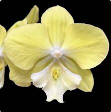 Rare phalaenopsis nck for sale  LONDON