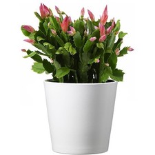 Live christmas cactus for sale  Hopkins