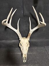 Wild whitetail deer for sale  Brandon