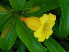 Bahama firebush plant for sale  Wauchula