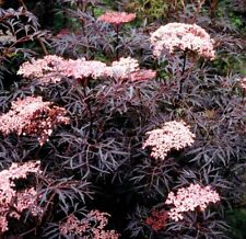 Elderberry sambucus nigra for sale  MARCH