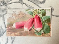 Antique vilemorin radish d'occasion  Expédié en Belgium