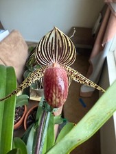 Orchid paph. lady for sale  Monmouth Junction