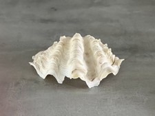 Giant flutes clam for sale  MARAZION