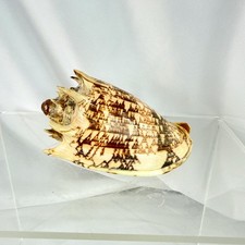 Cymbiola imperialis sea for sale  Silver Spring