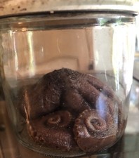 Wet specimen octopus for sale  Lufkin