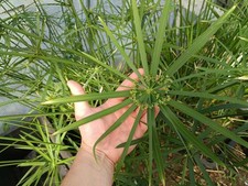Cyperus alternifolius papyrus for sale  SUTTON-IN-ASHFIELD