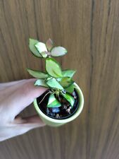 Hoya heuschkeliana variegata gebraucht kaufen  Mainz