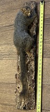 Vintage tree squirrel for sale  Boonville