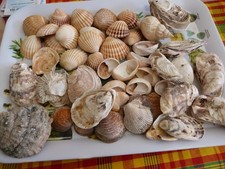 Coquillages d'occasion  Saint-Aubin-sur-Mer