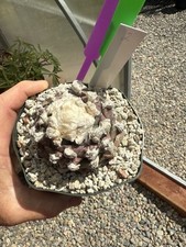 Ariocarpus lloydii old for sale  Vista