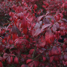 Euonymus alatus compactus for sale  IPSWICH