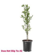 Outdoor oak tree for sale  Miami