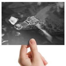 Photograph 6x4 caiman for sale  SELBY