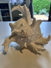 Murex ramosus inflatus gebraucht kaufen  Nördlingen