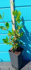 plant trellis for sale plant trellis for sale COLCHESTER