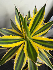 Agave mix 20cm for sale  BIRMINGHAM