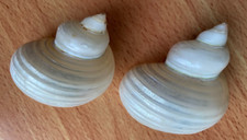 Snail type seashells for sale  BURTON-ON-TRENT
