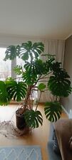 Grosse monstera inkl gebraucht kaufen  München