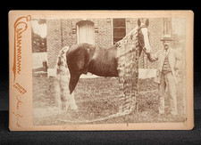 Rare cabinet card for sale  Lawrence