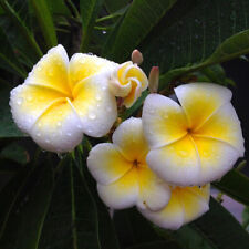 Talea plumeria palermitana usato  Trappeto