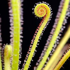Sundew drosera filiformis for sale  STOKE-ON-TRENT