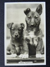 Corgi puppies dogs for sale  UK