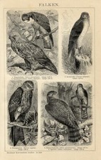 Stampa antica 1898 usato  Pescara