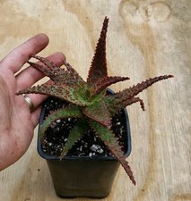 Aloe hybrid inflaemed for sale  Gainesville