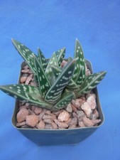 Aloe variegata starter for sale  Tucson