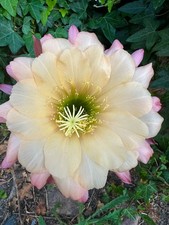 Ibrido trichocereus rl2018.278 usato  Spedire a Italy