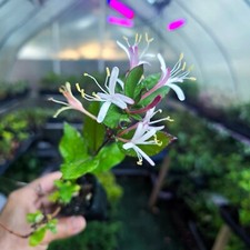 Japanese honeysuckle live for sale  Winnetka