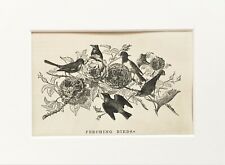 Perching birds bird for sale  NORWICH