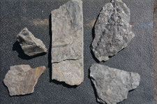 Rar fossilien karbon gebraucht kaufen  Völklingen
