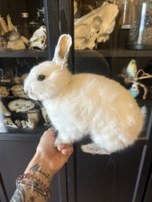 Taxidermy tierpräparation kan gebraucht kaufen  Schöneck