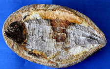Australosomus poisson fossile d'occasion  La Roche-sur-Yon
