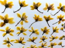 Yellow natural pressed for sale  Jensen Beach